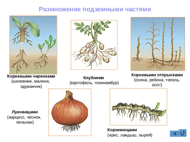 Скачать кракен тор