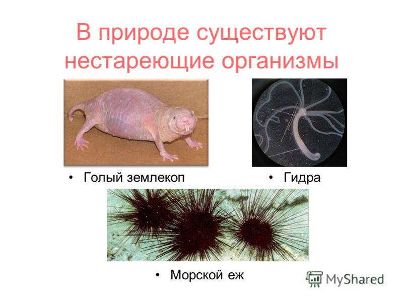 Кракен это даркнет